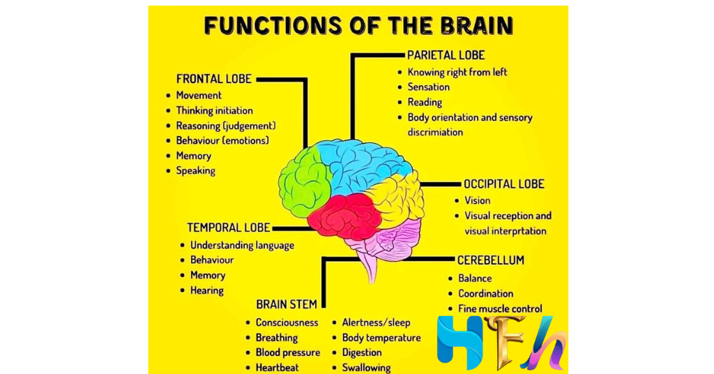 Brain Structure and Functions